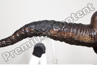 Crocodile tail photo reference 0146